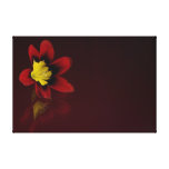 Roter Sparaxis-Blumen-Leinwand-Druck Gespannte Galerie Drucke