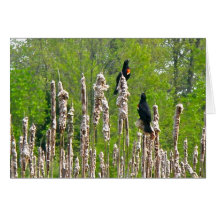 Rotgeflügelte Amseln auf Cattails-Anmerkungs-Karte