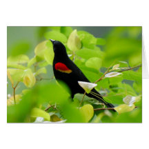 Rotgeflügelter schwarzer Vogel Karten