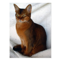 Rötliche abyssinische Katzen-Postkarten