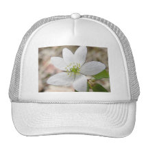 Rue-Anemone - Thalictrum thalictroides Netzmütze