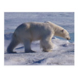 Safe die Eisbären! Postkarten