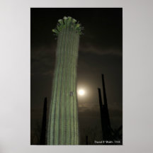 Saguaro durch Mondschein 1 Poster