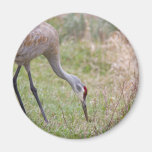 Sandhill Kran Kühlschrankmagnete