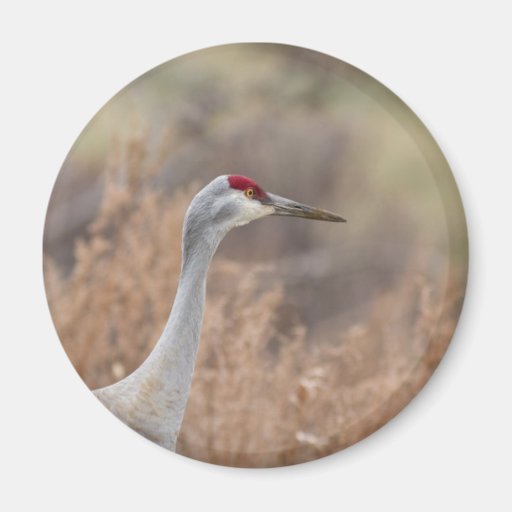 Sandhill Kran Magnets