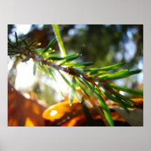 Sapin brillant affiches