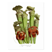 Sarracenia drummundi postkarte