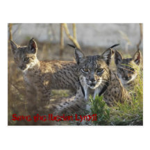 Save the Iberian Lynx!! 3 Tarjeta Postal