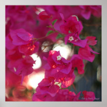 Scarlet-Blume Plakatdrucke