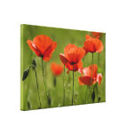 Scarlet-Feld-Mohnblumen-Leinwand-Druck Galerie Falt Leinwand