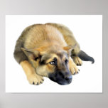 Schäferhund-Hundewelpe Plakate