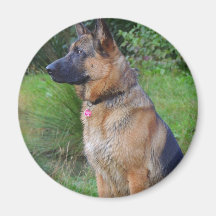 Schäferhund Kühlschrankmagnete