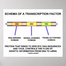 Schéma d'un facteur de transcription (protéine) posters