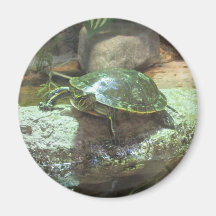 Schildkröte-Magnet Kühlschrankmagnet
