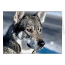 Schlittenhund in der Schnee-Anmerkungs-Karte