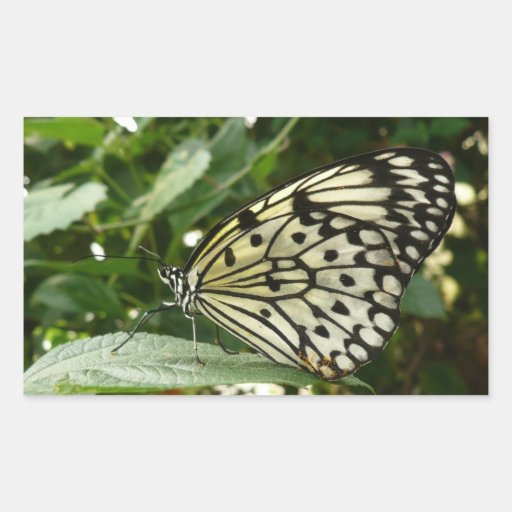 Schmetterling auf Blatt Rechteckige Sticker