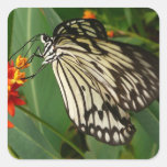 Schmetterling auf orange Blume Quadratsticker