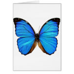 Schmetterling Grußkarten