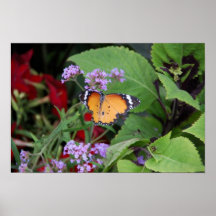 Schmetterling im Blumenhintergrund Plakatdrucke