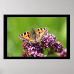 Schmetterling in Sun Plakatdrucke
