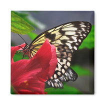 Schmetterling Magnets