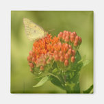 Schmetterling Magnets