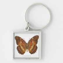 Schmetterling mit Flügelverbreitung Schlüsselbänder