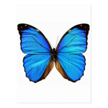 Schmetterling Postkarte