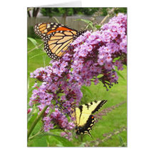Schmetterling Twofer ~ Karte