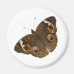 Schmetterlings-Magnet Magnete