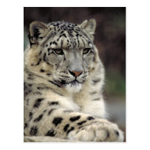 Schnee-Leopard-Info-Karte Postkarte