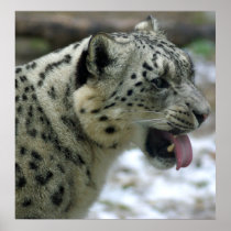 Schnee-Leopard