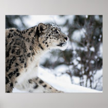 Schnee-Leopard-Profil