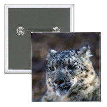 Schnee Leopard-Winter-nah-oben Buttons