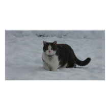 Schneekatze Bilder Karten