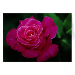 Schöne hybride Tee-Rosen-'Rosa Peace Grußkarte