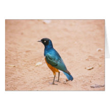 Schöner Vogel Karten