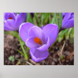 Schönes Frühling-Neues England