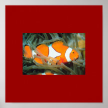 Schönes tropisches Fisch-Portfolio bis zu 11x11 Posterdrucke
