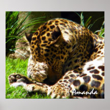Schüchterner Leopard Plakatdruck