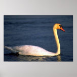Schwan Poster