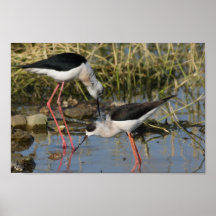 Schwarz-winged Stelzen Posterdrucke