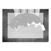 schwarze Katze, die auf Stuhl bw-Foto schläft Ankündigungen