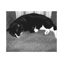 schwarze Katze, die auf Stuhl bw-Foto schläft Leinwanddrucke