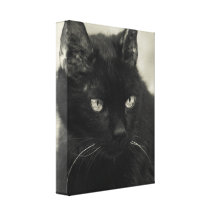 Schwarze Katzen-Leinwand Galerie Falt Leinwand