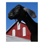 Tiere