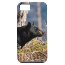 Schwarzer Bär iPhone 5 Hüllen