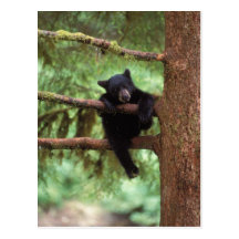 schwarzer Bär, Ursus americanus, Junges in einem B Postkarte