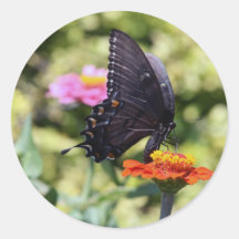 Schwarzer Frack-Schmetterling Runde Aufkleber