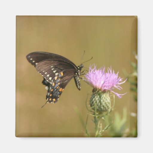 Schwarzer Schmetterling Kühlschrankmagnet